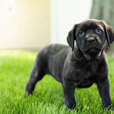 Ginger AKC