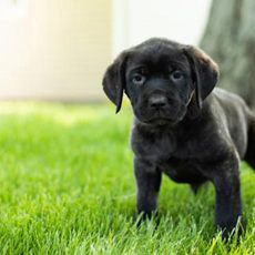 Ginger AKC