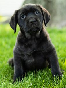 Ginger AKC