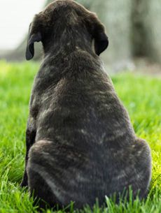 Ginger AKC