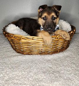 Jack