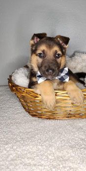 Jack