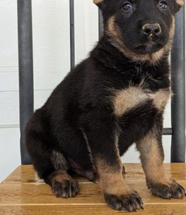 Joey Amazing Puppy Area