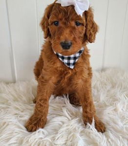 Juno
