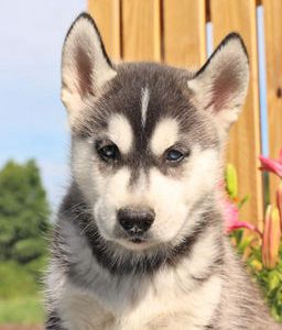 Kobi