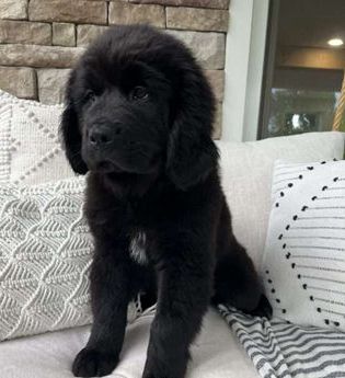 Maggie