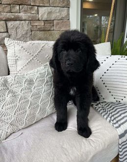 Maggie