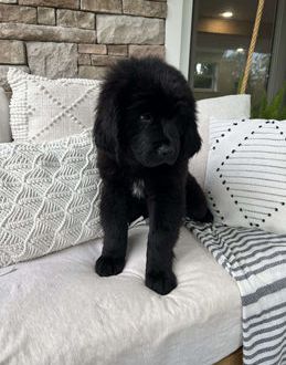 Maggie