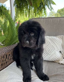 Maggie
