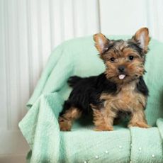 Peanut
