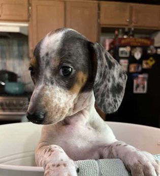 Pepper