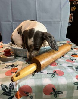 Pepper