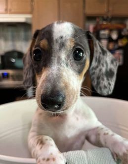 Pepper