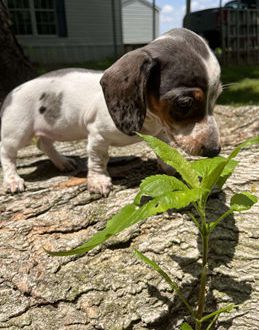 Pepper