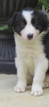 Rex