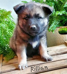 Rillian