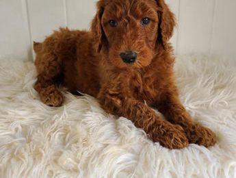 Teddy