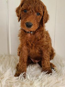 Teddy