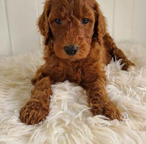 Teddy