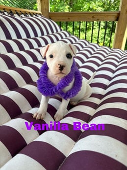 Vanilla Bean ( Saturday Pet Supplies Plus 1-3- 5348 Dixie Hwy Waterford, MI 48329