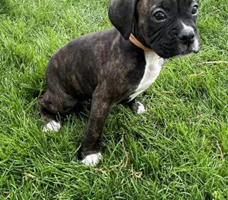 mason
