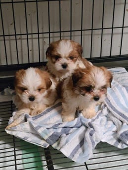3 puppies 