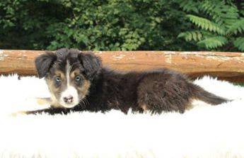 ABCA Buster