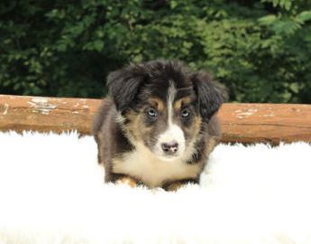 ABCA Buster