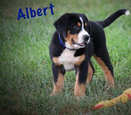 Albert