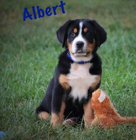 Albert