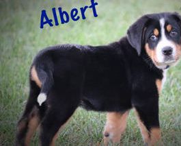Albert