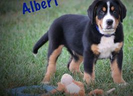 Albert