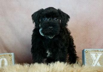 Beau