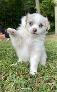 Ben BLUE EYES