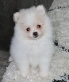 Benjie