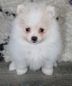 Benjie