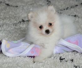Benjie