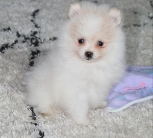 Benjie