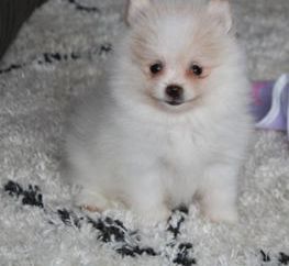 Benjie