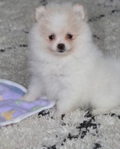 Benjie