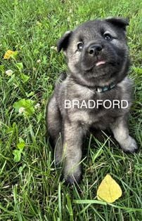 Bradford