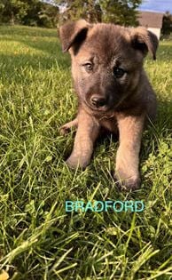 Bradford