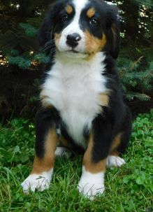 Brody