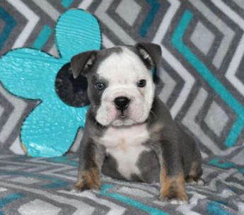 Buster