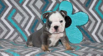 Buster
