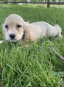 Clyde