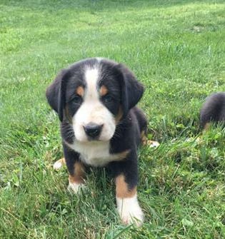 Cooper