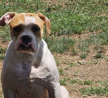 Daisy