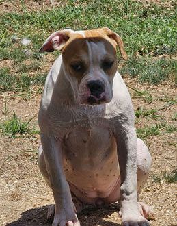Daisy