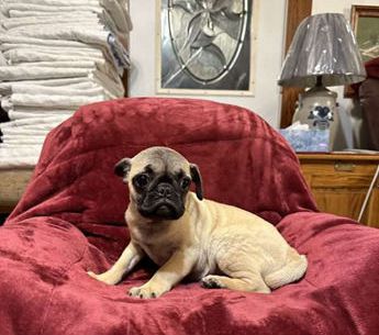 Daisy Mae